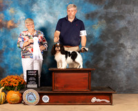 English Toy Spaniel #5 Sun G4 Judge Mary Napper