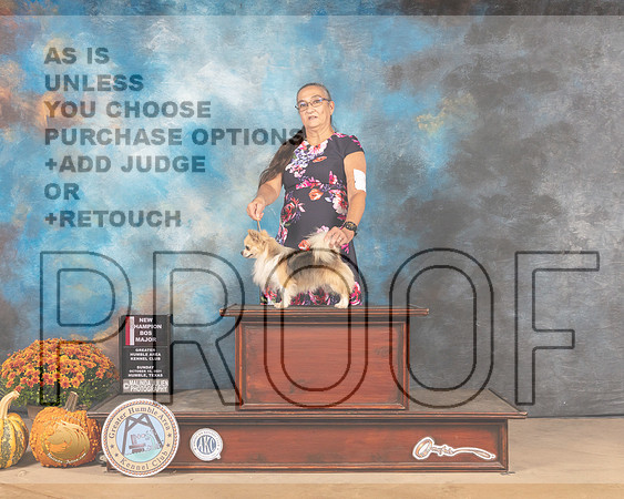 Chihuahua Long Coat #7 Sun BOS Judge Mary Napper R-MMJ_6155-Humble2021