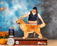 Golden Retriever #6 Sun BOW Judge Jay Richardson