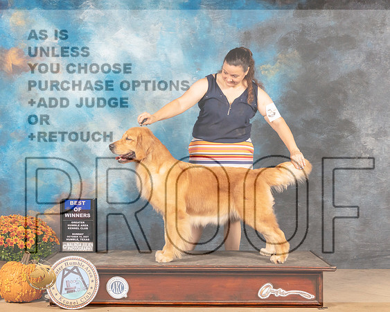 Golden Retriever #6 Sun BOW Judge Jay Richardson-MMJ_6133-Humble2021