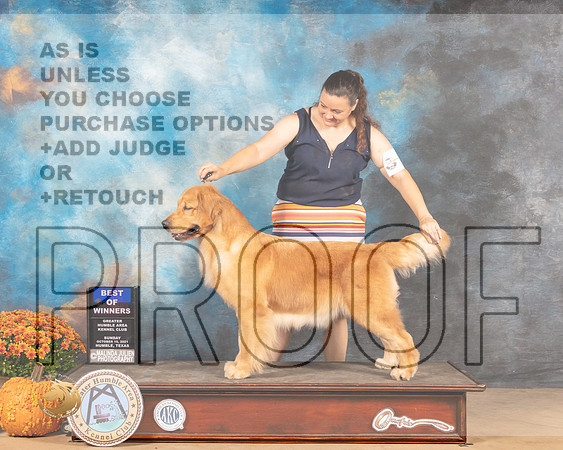 Golden Retriever #6 Sun BOW Judge Jay Richardson-MMJ_6134-Humble2021