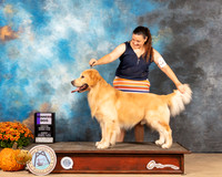 Golden Retriever #9 Sun WD Judge Jay Richardson
