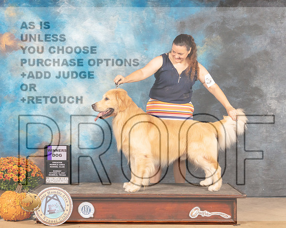 Golden Retriever #9 Sun WD Judge Jay Richardson-MMJ_6130-Humble2021