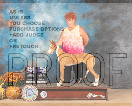 Ibizan #11 BOBWD Judge Steven Herman-MMJ_6141-Humble2021