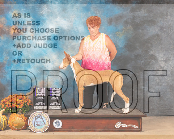 Ibizan #11 BOBWD Judge Steven Herman-MMJ_6144-Humble2021