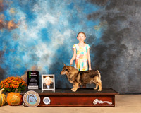 Swedish Vallhund #5 Sat BVet Judge Dale Meyer