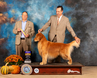 Golden Retriever #7 Sun BOB Judge Jay Richardson