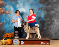 Norwegian Elkhound #5 Sun G4 Judge Anne Gallant