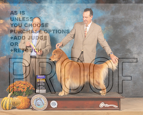 Golden Retriever #7 Sun BOB Judge Jay Richardson-MMJ_6227-Humble2021