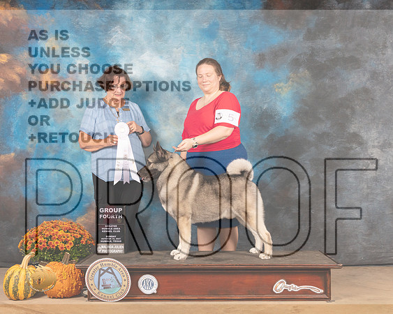 Norwegian Elkhound #5 Sun G4 Judge Anne Gallant-MMJ_6243-Humble2021
