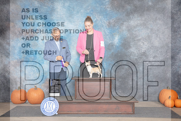 Chihuahua Smooth #15 Sun WDBOW NCh Judge Tim Catterson__JP_9160e_Humble2024-HR3