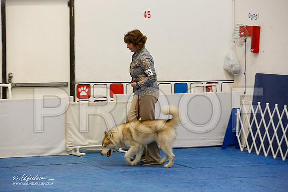 _M3_7950-AddisonHuskyMar2015-HR3