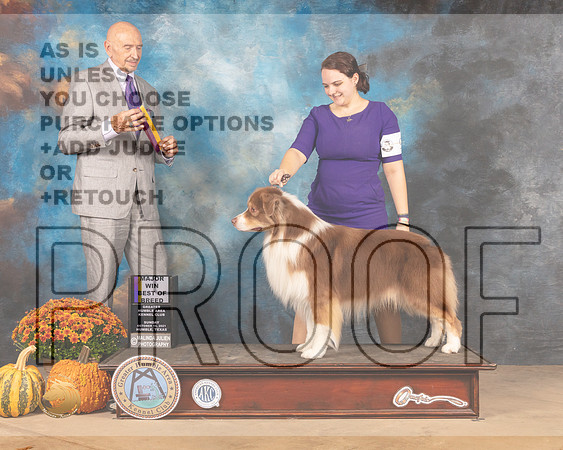 Australian Shepherd #9 Sun BOB Judge Gary Sparschu-MMJ_6327-Humble2021