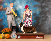 Cardigan Welsh Corgi #6 Sun G3 Judge Gary Sparschu