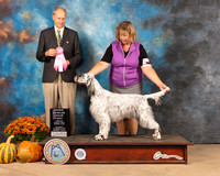English Setter #6 Sun OHG1 Judge Dale Meyer