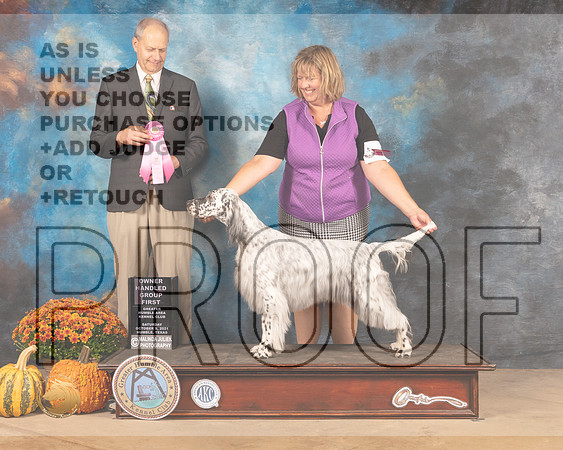 English Setter #6 Sun OHG1 Judge Dale Meyer-MMJ_6281-Humble2021