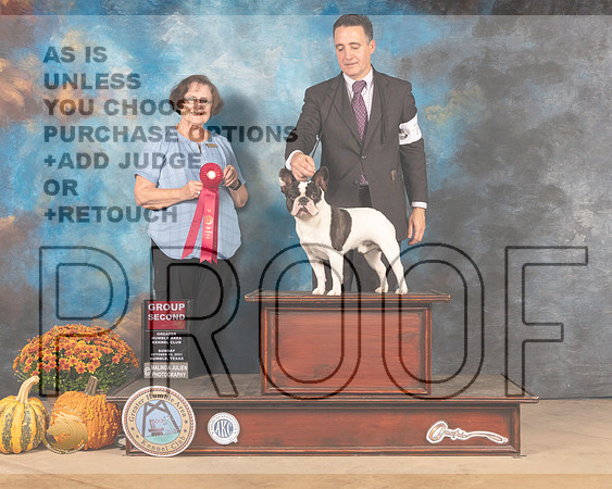 French Bulldog #7 Sun G2 Judge Anne Gallant-MMJ_6298-Humble2021