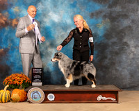 Miniature American Shepherd #7 Sun G4 Judge Gary Sparschu