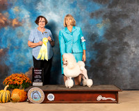 Poodle Miniature #10 Sun G3 Judge Anne Gallant