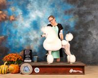 Poodle Std #26 Sun OHG1 Judge Jay Richardson