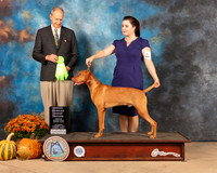 Vizsla #5 Sun OHG2 Judge Dale Meyer