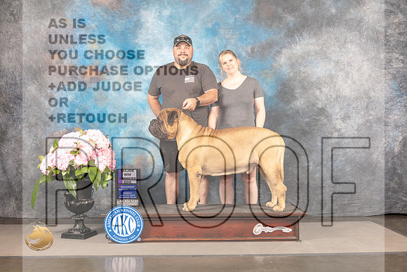 Bullmastiff #17 SUN WD Major Judge Ken Murray_MJ_7930_Houston_2022_HR3