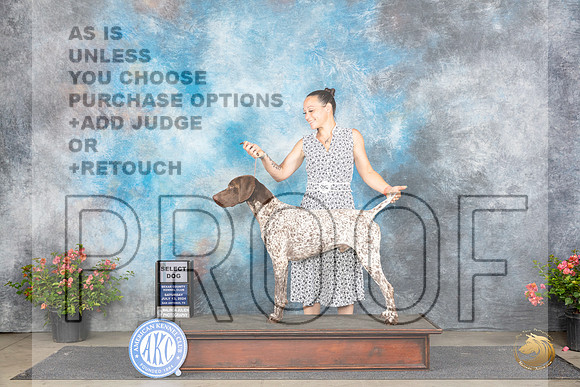 Germa Shorthaired Pointer #5 Sat SD Judge Christie Martinez__JP_4748_San Antonio_2024_HR3