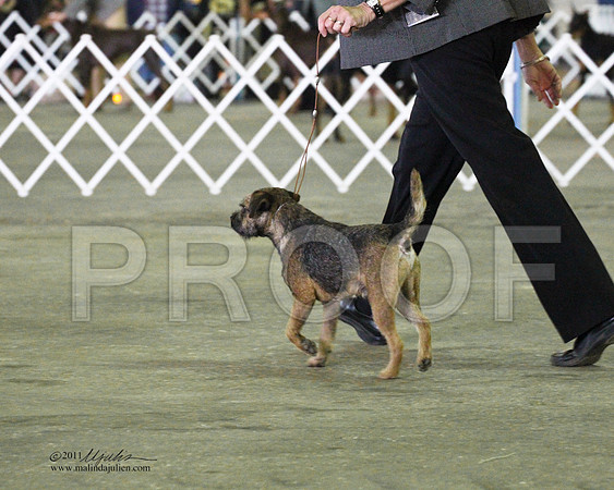 ?Border Terrier - 0012
