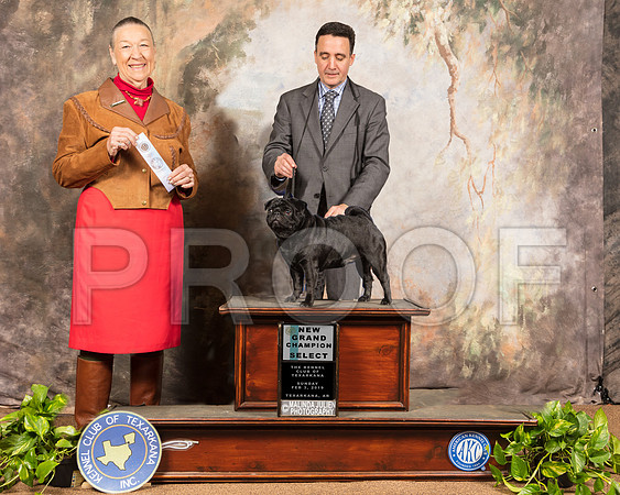 Pug #17 Sun NGrCh S Judge Carolyn Herbel_SSR_0518e1-TXRKNA2019-HR3