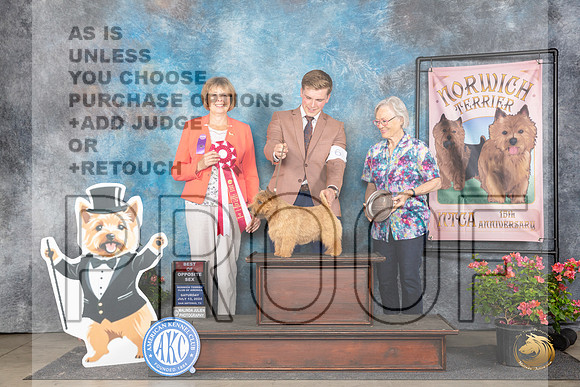 Norwich Terrier #33 SAt BOS Judge Cathy Thompson-Morgan__JP_5413_San Antonio_2024_HR3