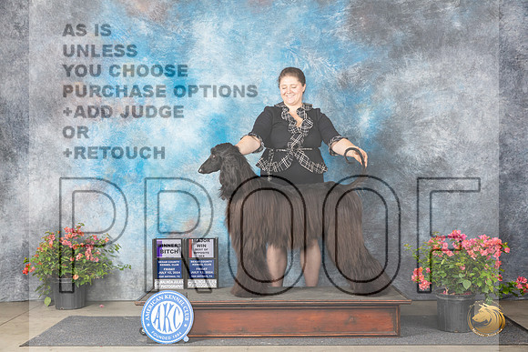 Afghan Hound #24 WBBOSM Judge Polly (Mrs Robert) D Smith__JP_4148_San Antonio_2024_HR3