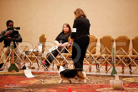 _JJ_7655-HstnCorgiFeb2015-HR3