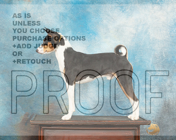 Basenji Sun Custom-_JP_7107e_Humble_2023_HR3