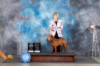 Chinese Shar Pei #5 Thur BOBOHG2 Judge Pat Trotter r
