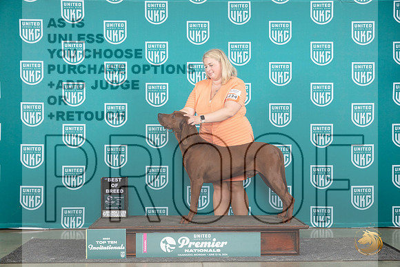 Redbone Coonhound #1234 Thur T10BOB Judge Deb Allen__JP_0974_Premier_2024_HR3