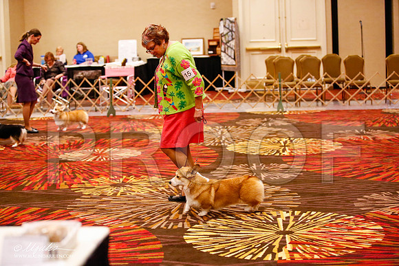 _JJ_1452-HstnCorgiFeb2015-HR3