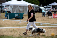 *Ringside Longview WA 2024 Miniature American Shepherd #245