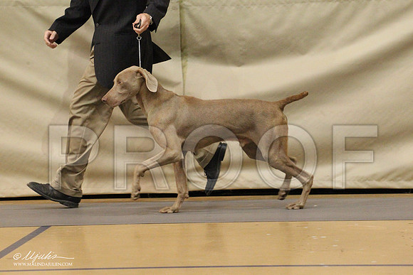Weim-0485LR