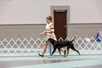 Herding Group Sat Rings