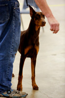 Doberman Pinscher Ring Sun