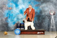 Soft Coated Wheaten Terrier #8 Thur BOBCh Judge Sharon Derrick