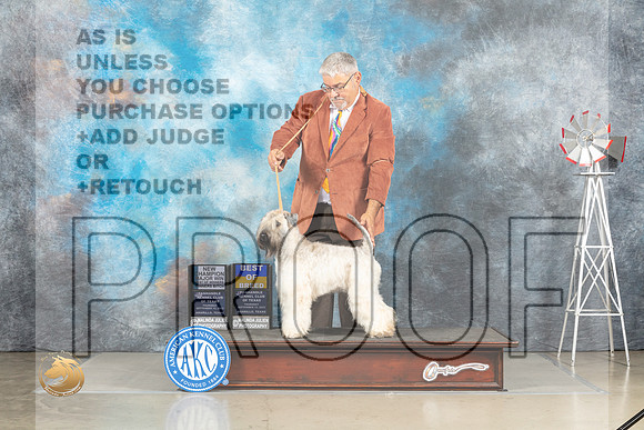 Soft Coated Wheaten Terrier #8 Thur BOBCh Judge Sharon Derrick_MJ_3611_Amarillo_2022_HR3
