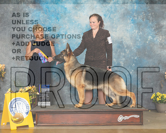 German Shepherd Dog #14 Fri WBBOWBOB Judge Cathy Daugherty-MMJ_9567-NWARK2022-HR3