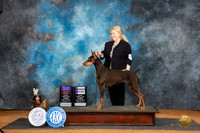 Doberman Pinscher #10 Sun BOBOHBOBWB Judge Lisa Graser
