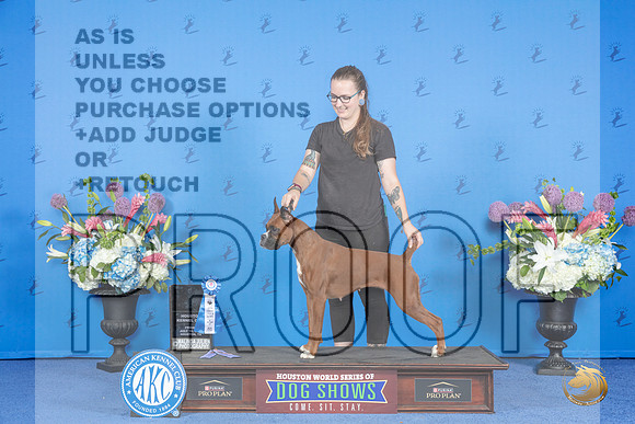 Boxer # FRI ATT Judge __JP_9116_Houston_2024_HR3