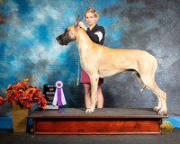 Great Dane Sat S1 BOB Stephanie Wardinski
