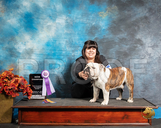 English Bulldog Sat1 NCh Angela NarvaisSSR_3745-Addison2019-HR3