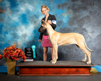 Great Dane Sat S1 Best Puppy Stephanie Wardinski