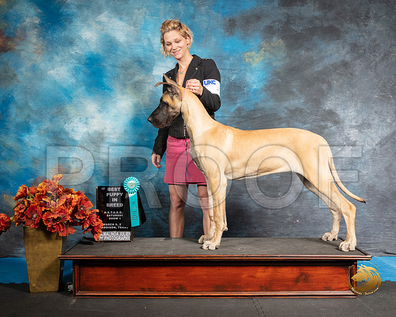 Great Dane Sat S1 Best Puppy Stephanie WardinskiSSR_3748-Addison2019-HR3
