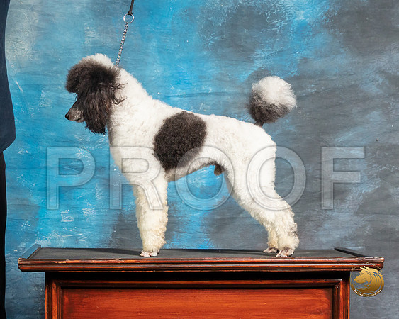 Poodle 1 John BoothSSR_3760-Addison2019-HR3
